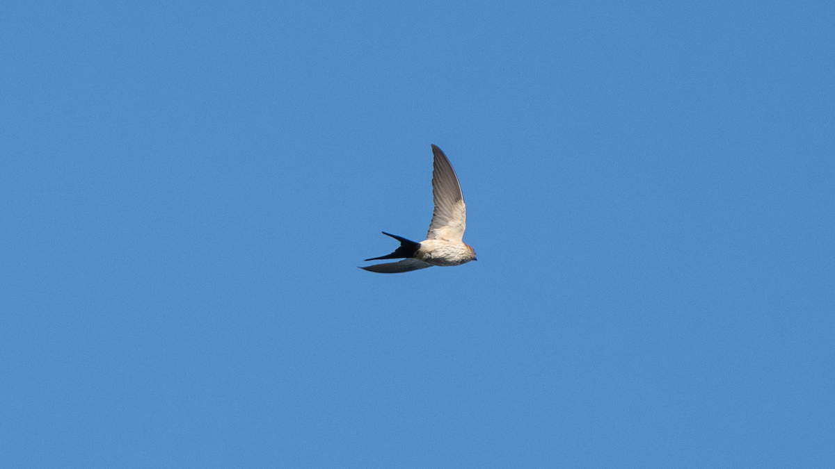 Red-rumped Swallow - ML619024491