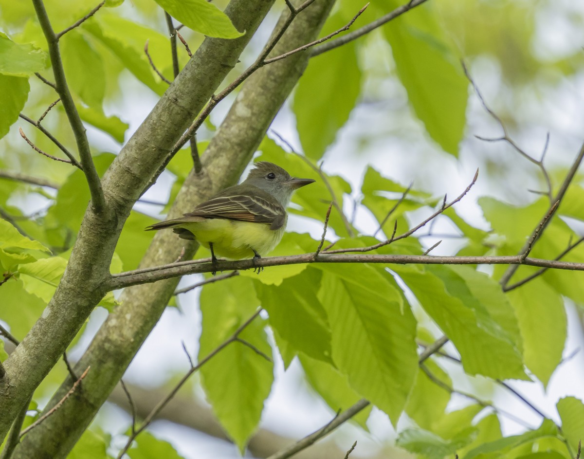 Great Crested Flycatcher - ML619024523