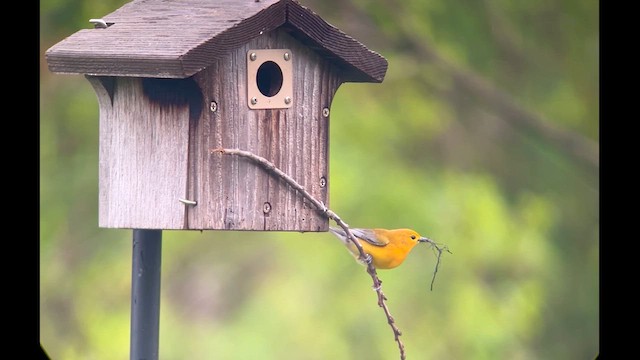 Prothonotary Warbler - ML619024582