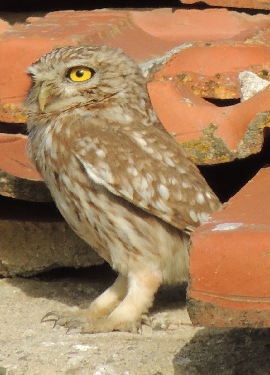 Little Owl - Mark Easterbrook