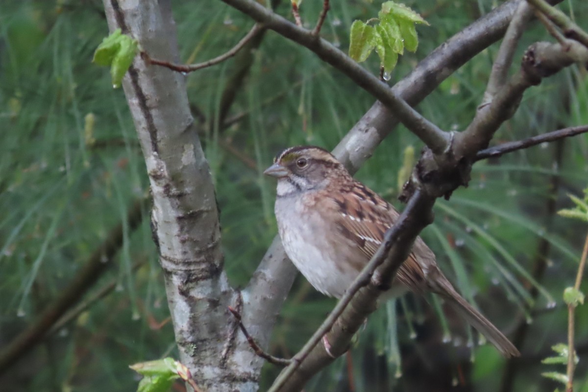 White-throated Sparrow - Rebecca Giroux