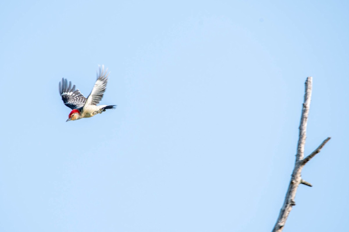 Red-bellied Woodpecker - ML619024665