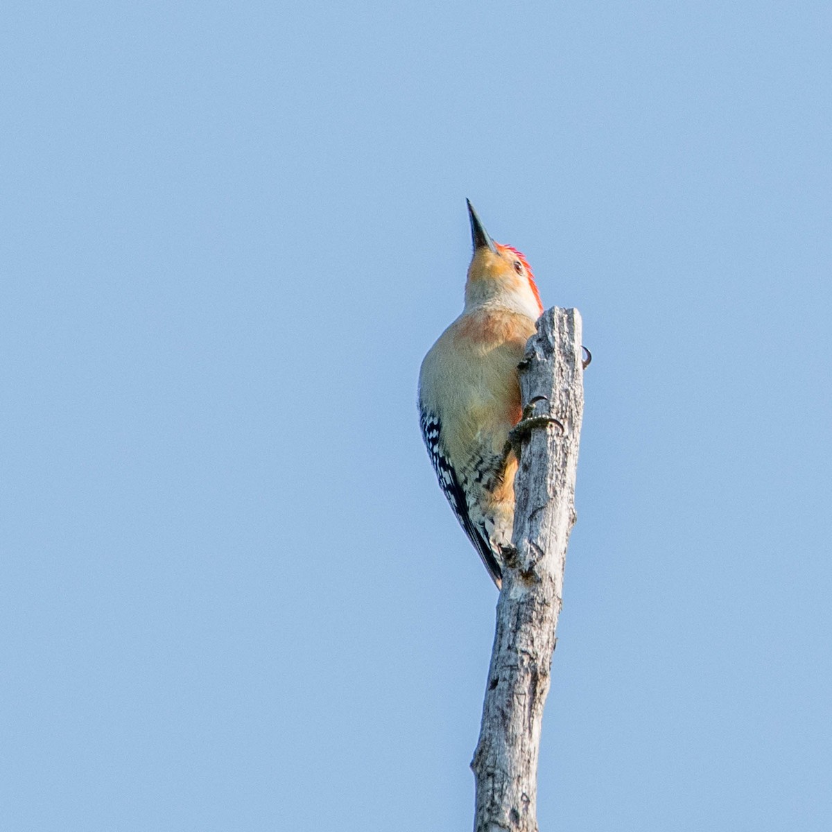 Red-bellied Woodpecker - ML619024666
