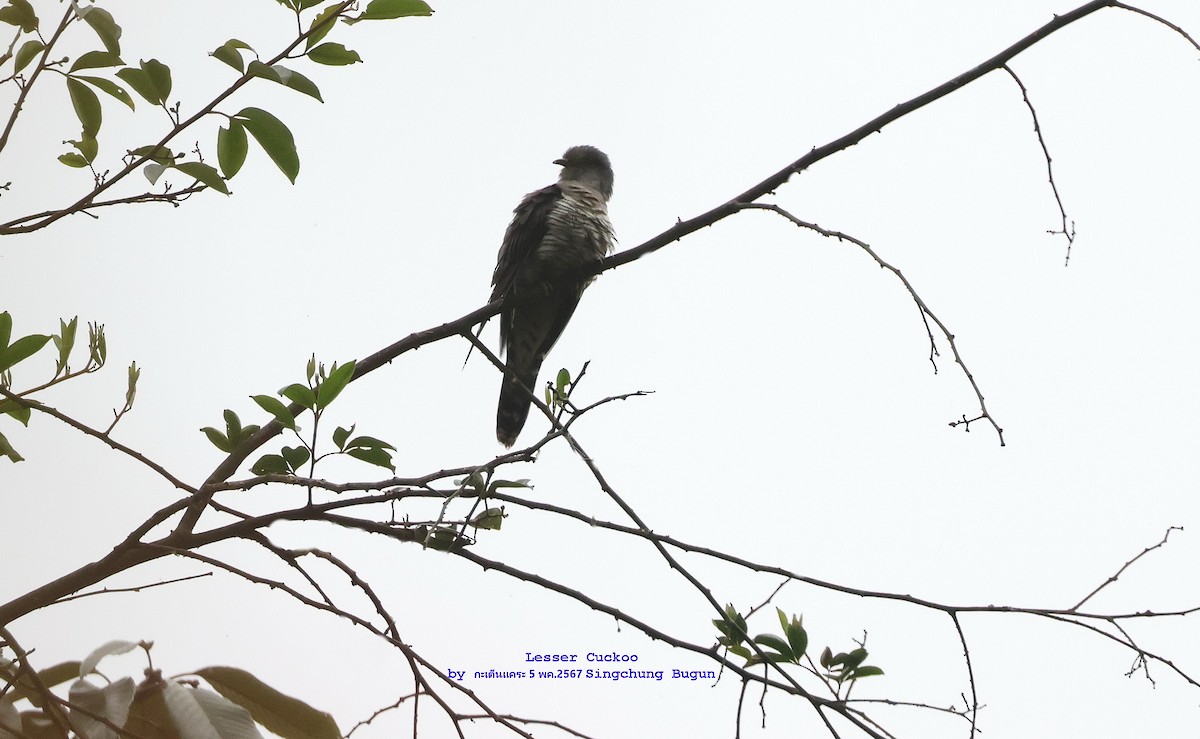 Lesser Cuckoo - ML619024672