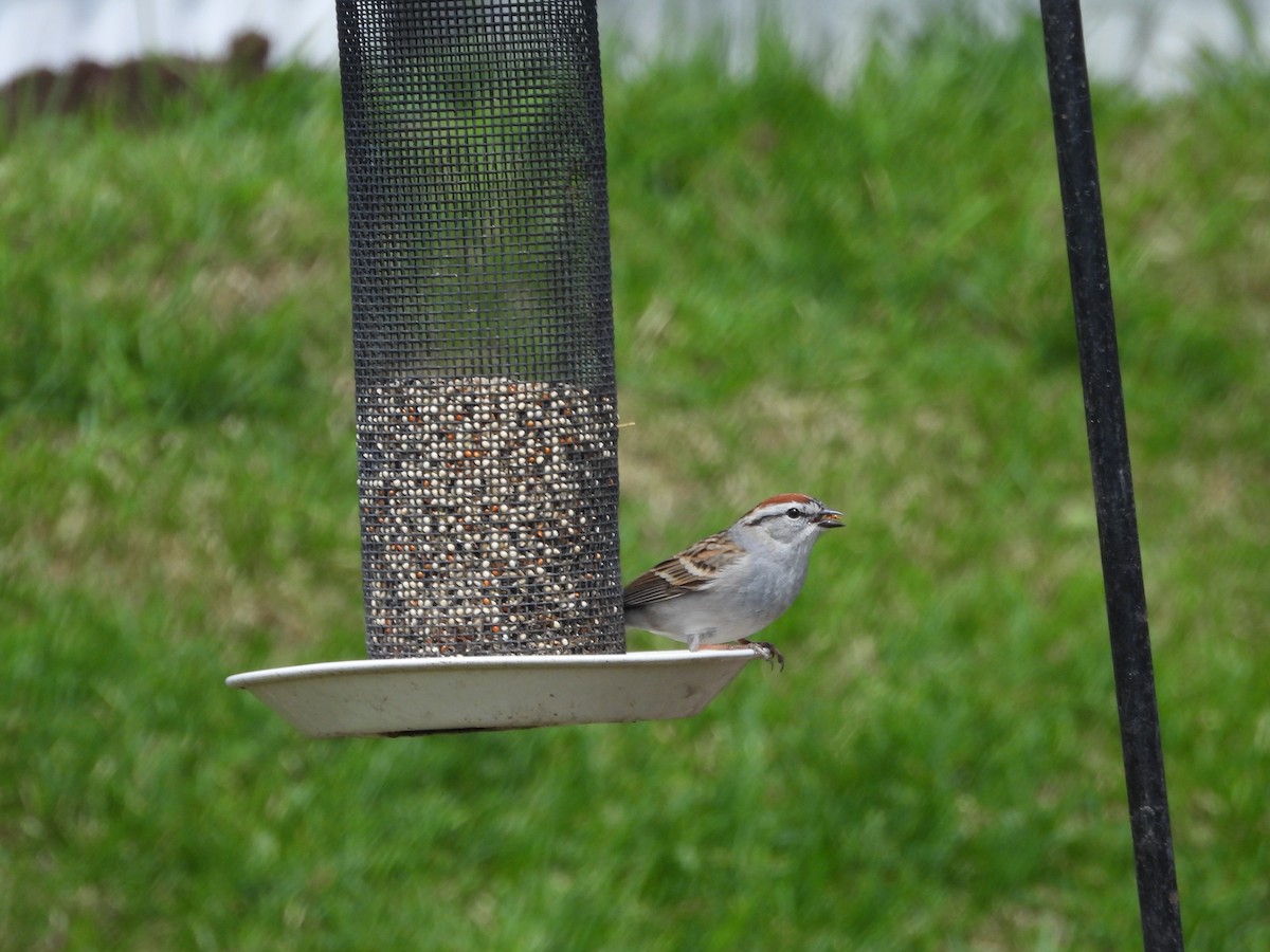 Chipping Sparrow - Nicole St-Amant