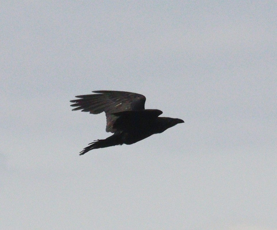 Common Raven - ML619024782