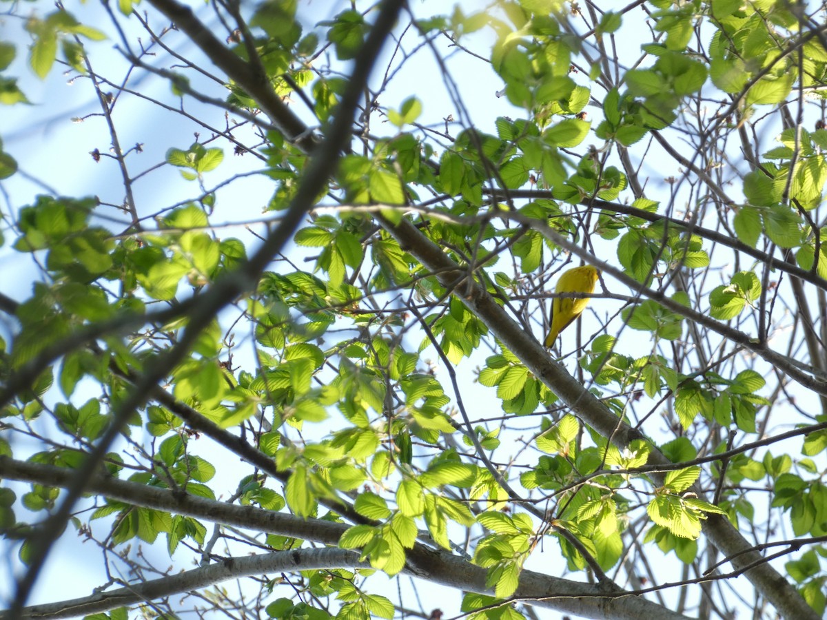 Yellow Warbler - Rithika Fernandes