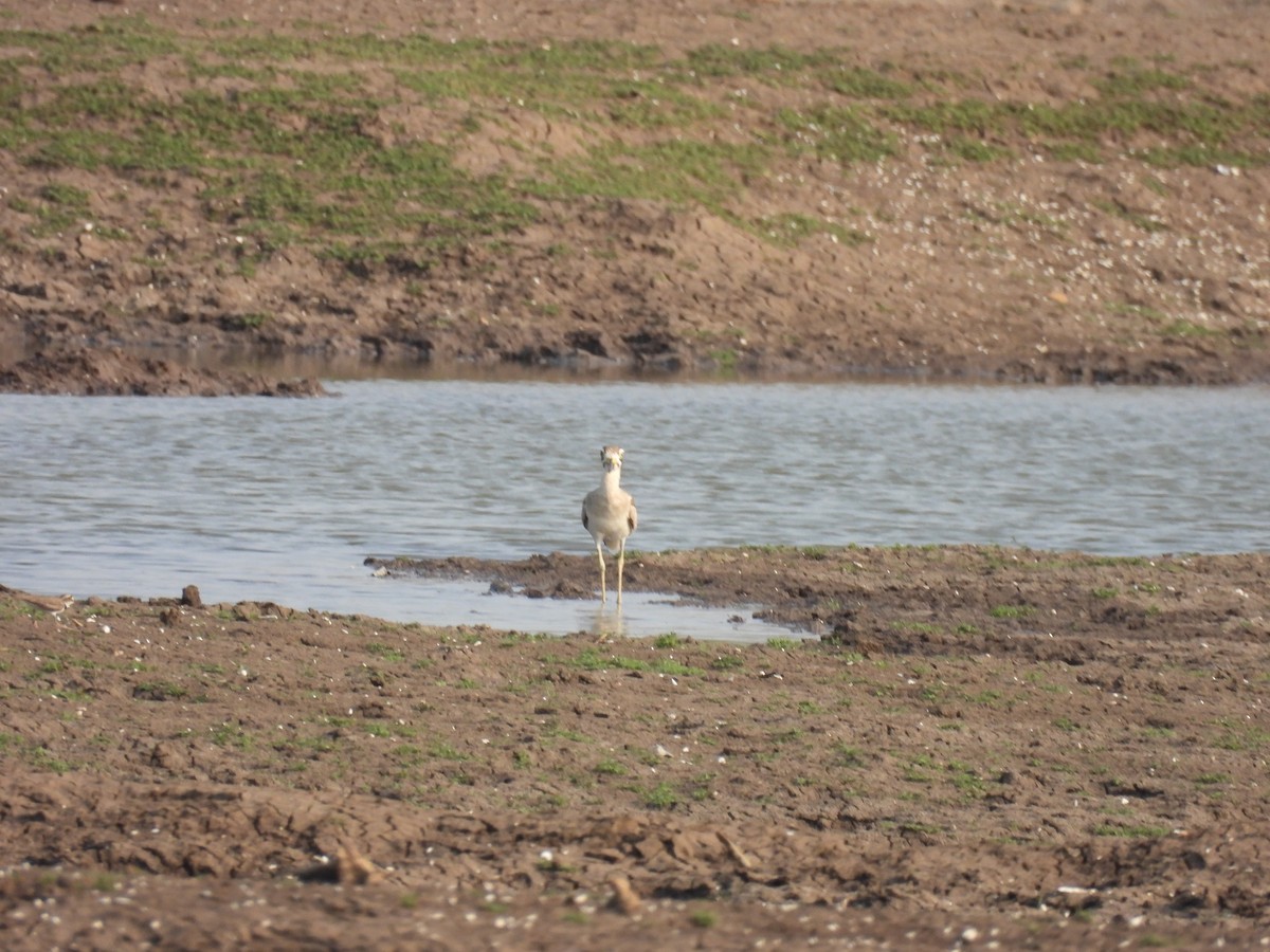 Great Thick-knee - ML619024816