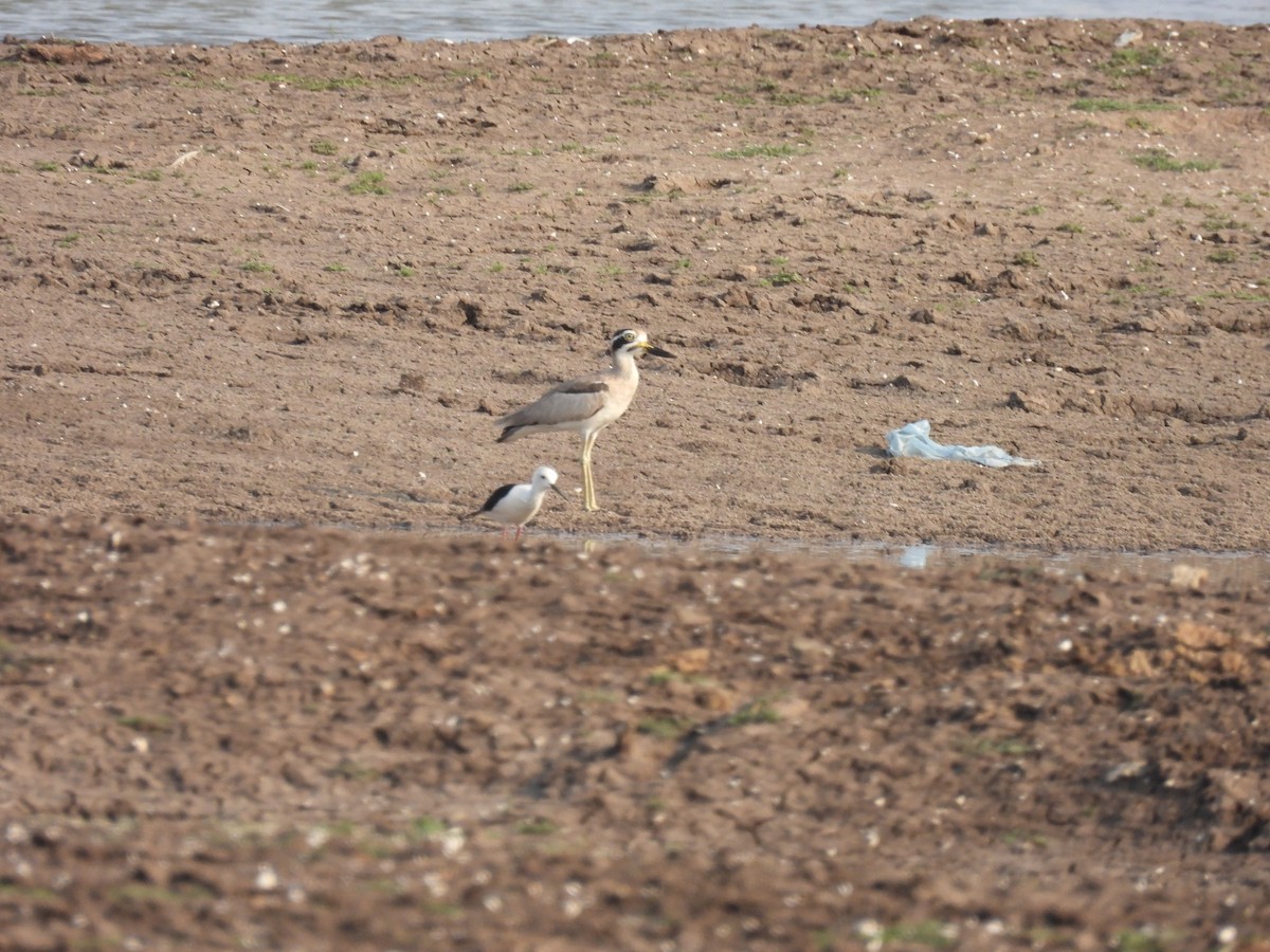 Great Thick-knee - ML619024819