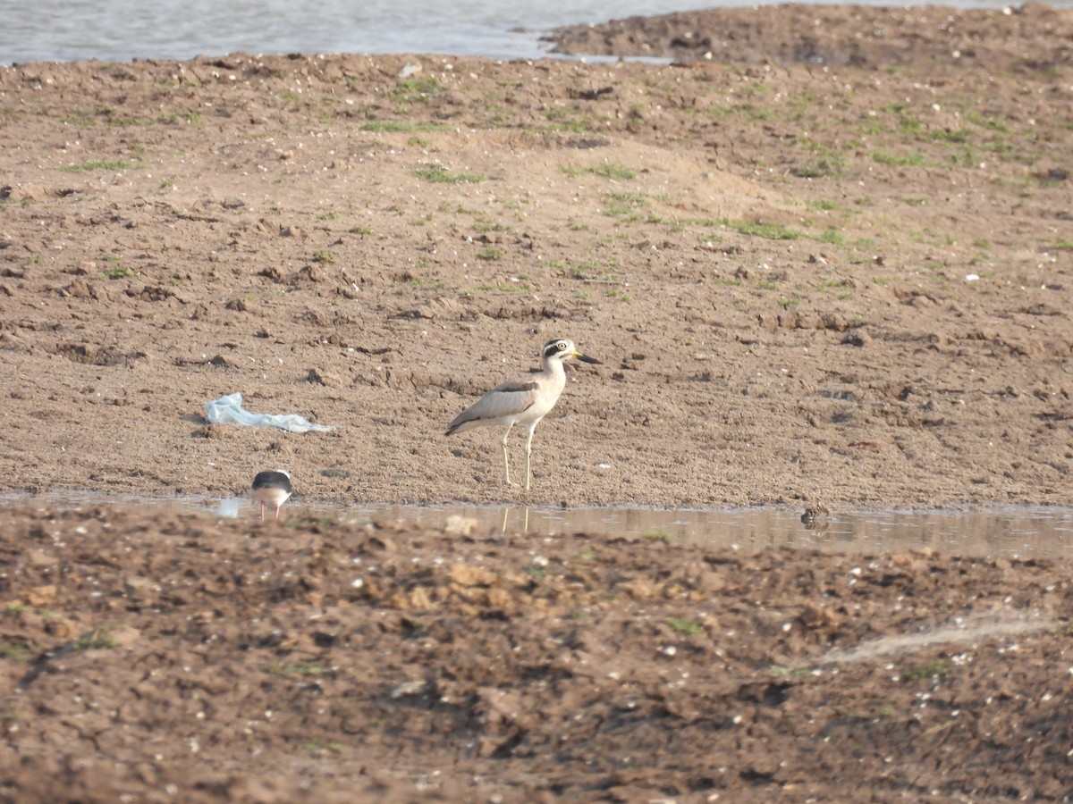 Great Thick-knee - ML619024825