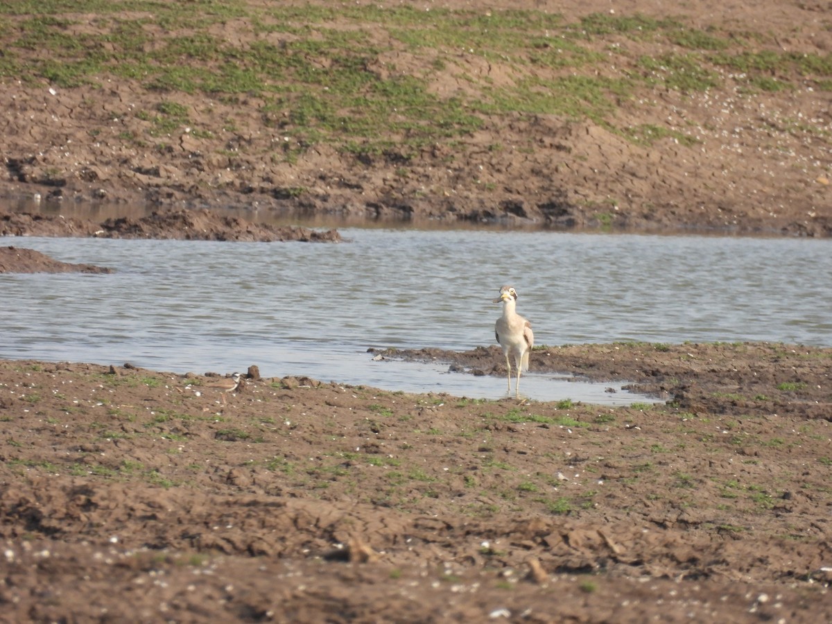 Great Thick-knee - ML619024828