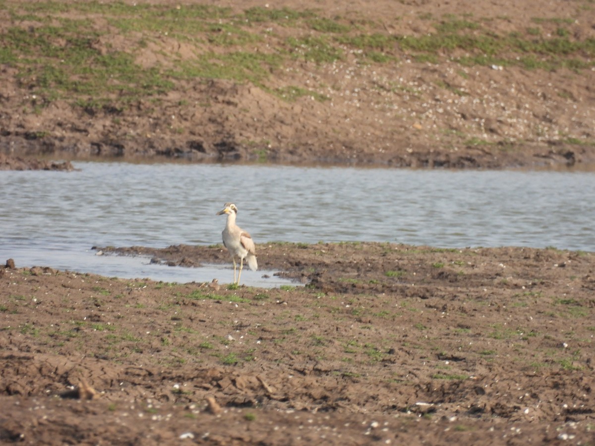 Great Thick-knee - ML619024829