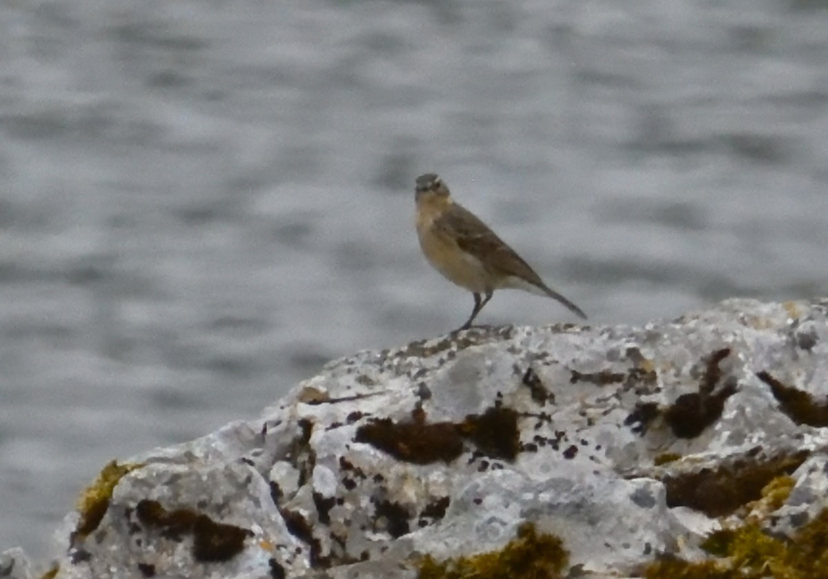 Water Pipit - ML619024836