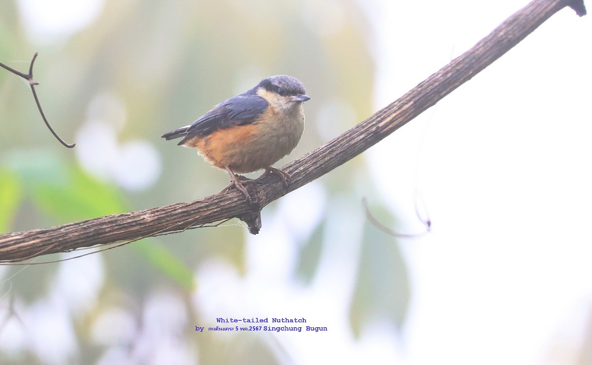 White-tailed Nuthatch - Argrit Boonsanguan