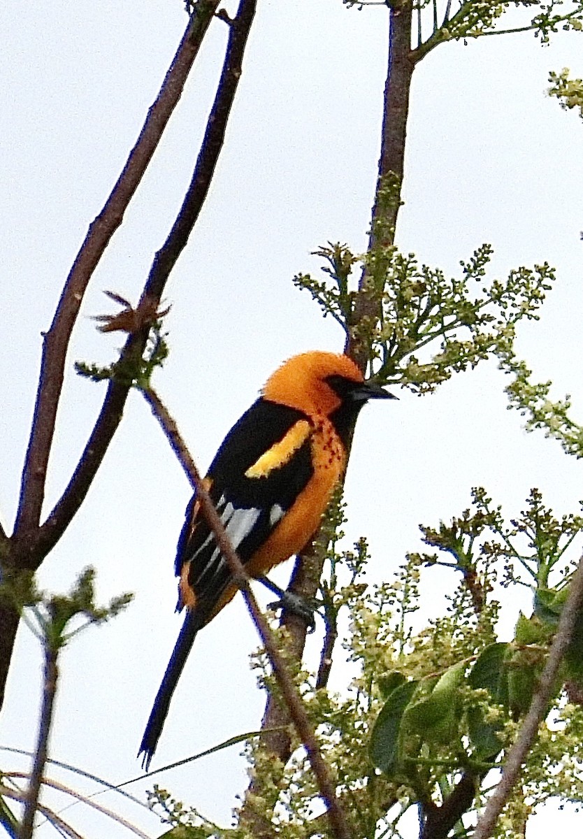 Spot-breasted Oriole - ML619024878