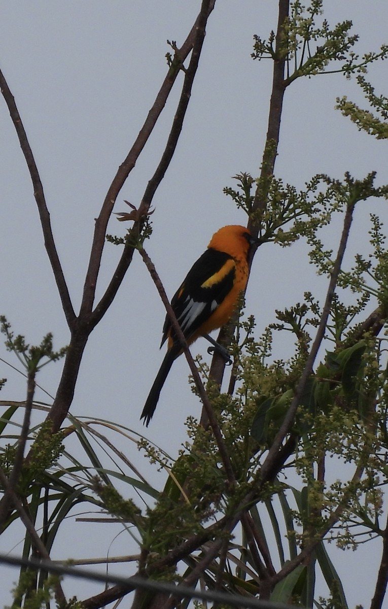 Spot-breasted Oriole - ML619024879