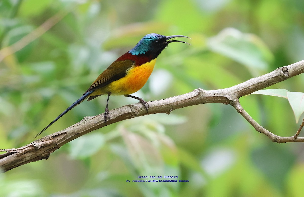 Green-tailed Sunbird - Argrit Boonsanguan