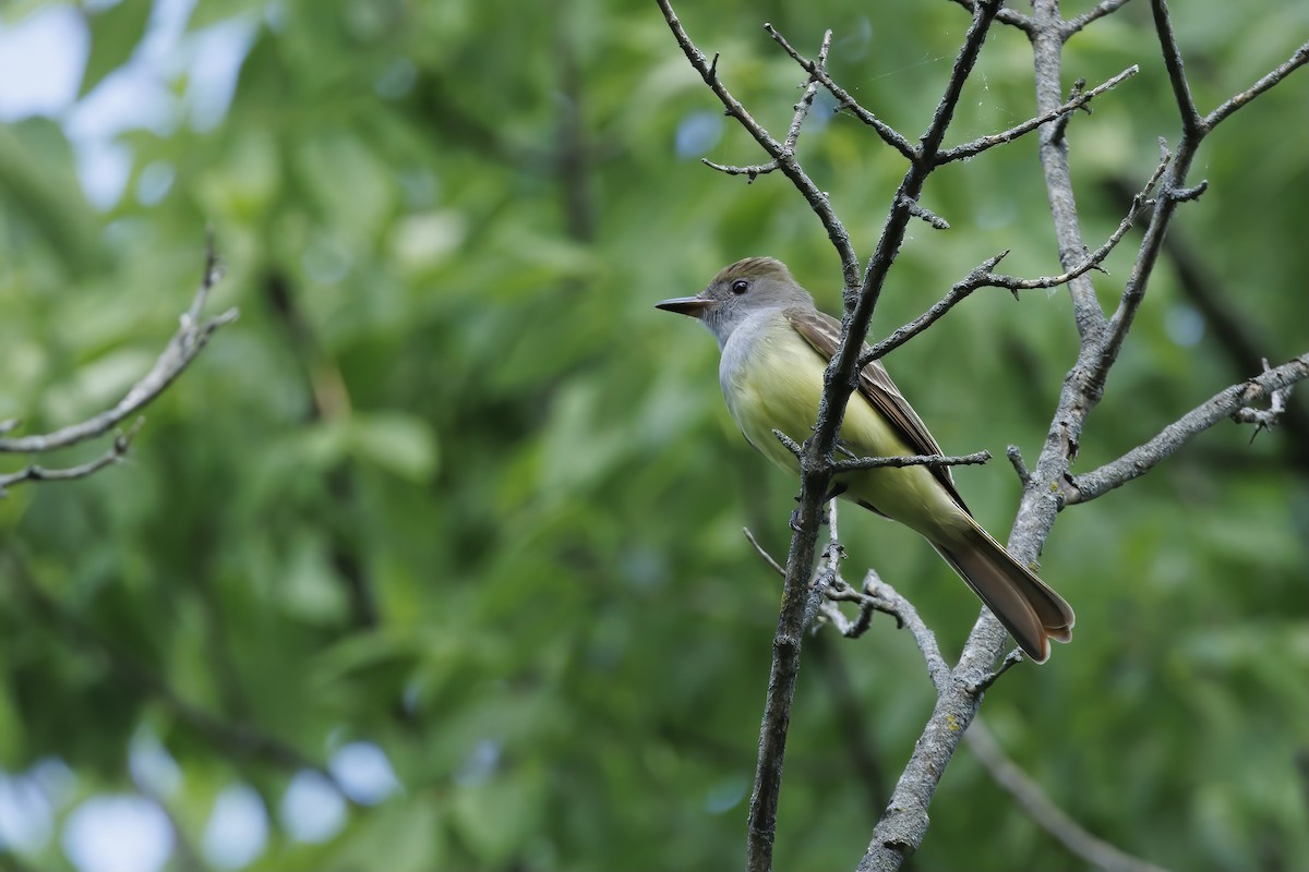 Great Crested Flycatcher - ML619024917
