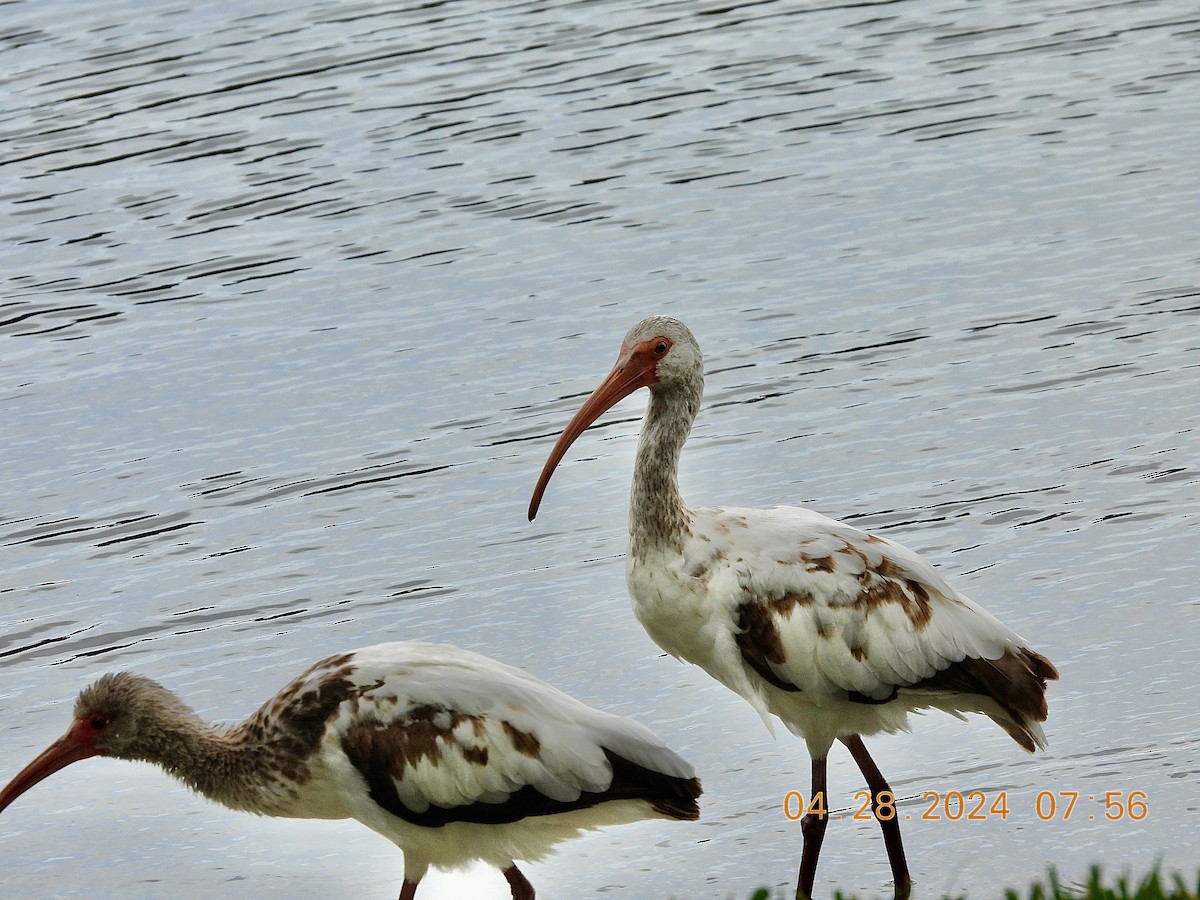 ibis bílý - ML619024926