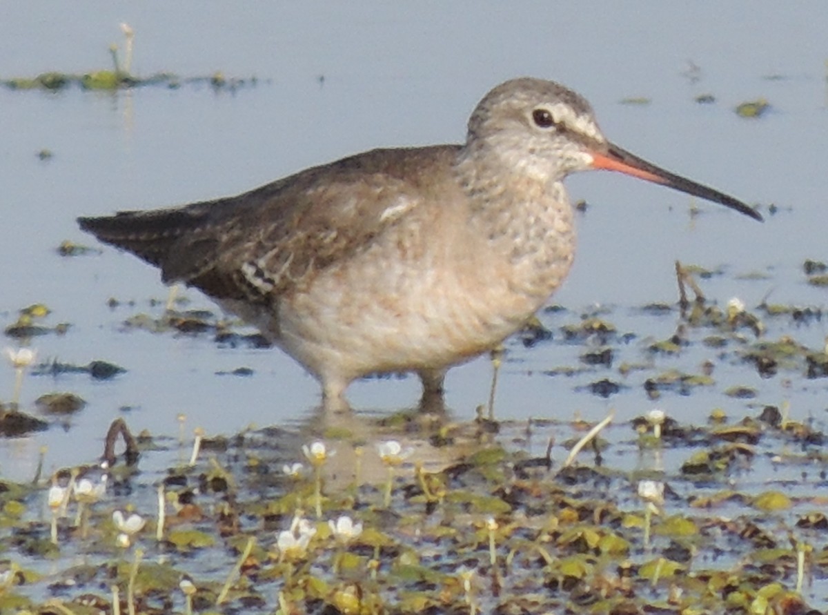 Spotted Redshank - ML619024935