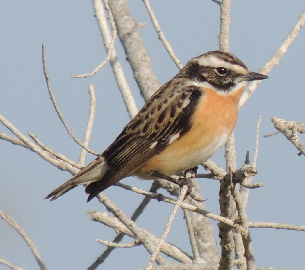 Whinchat - ML619024941