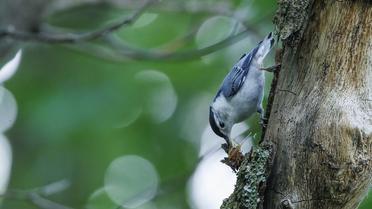 White-breasted Nuthatch - ML619024942