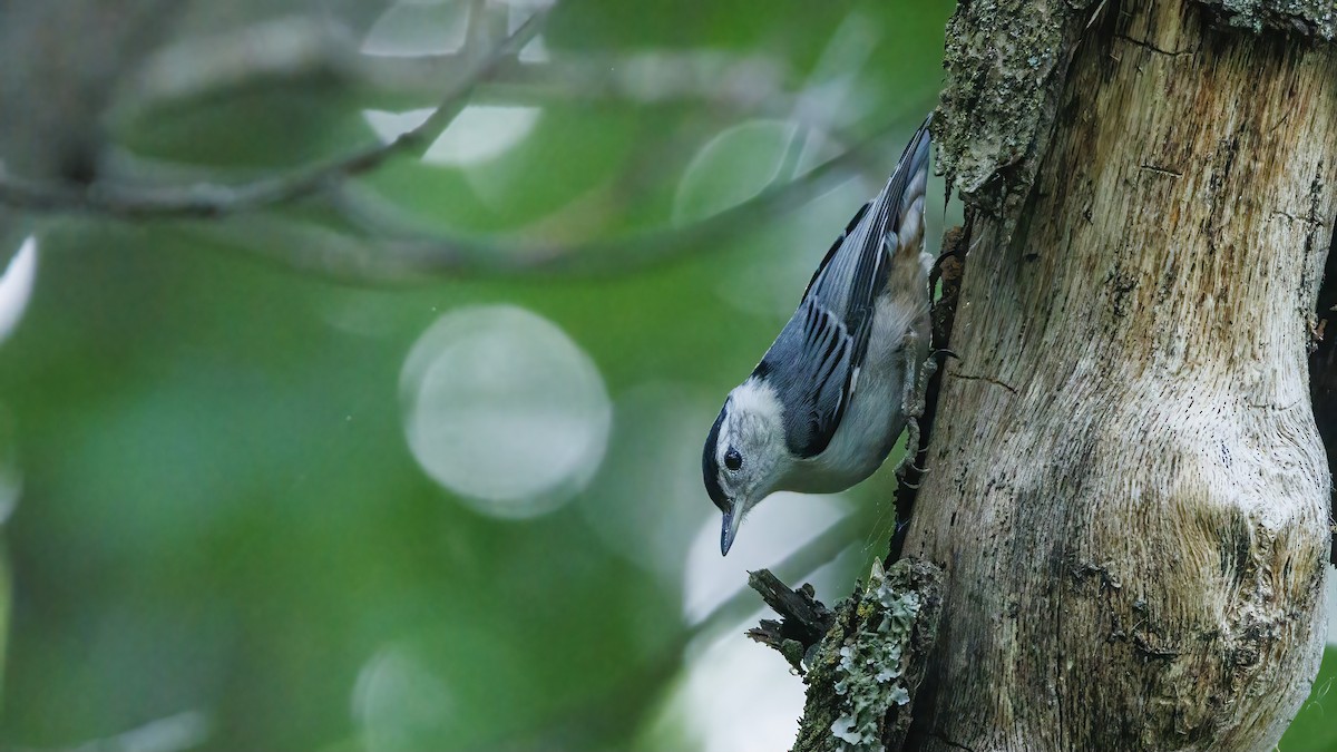 White-breasted Nuthatch - ML619024943