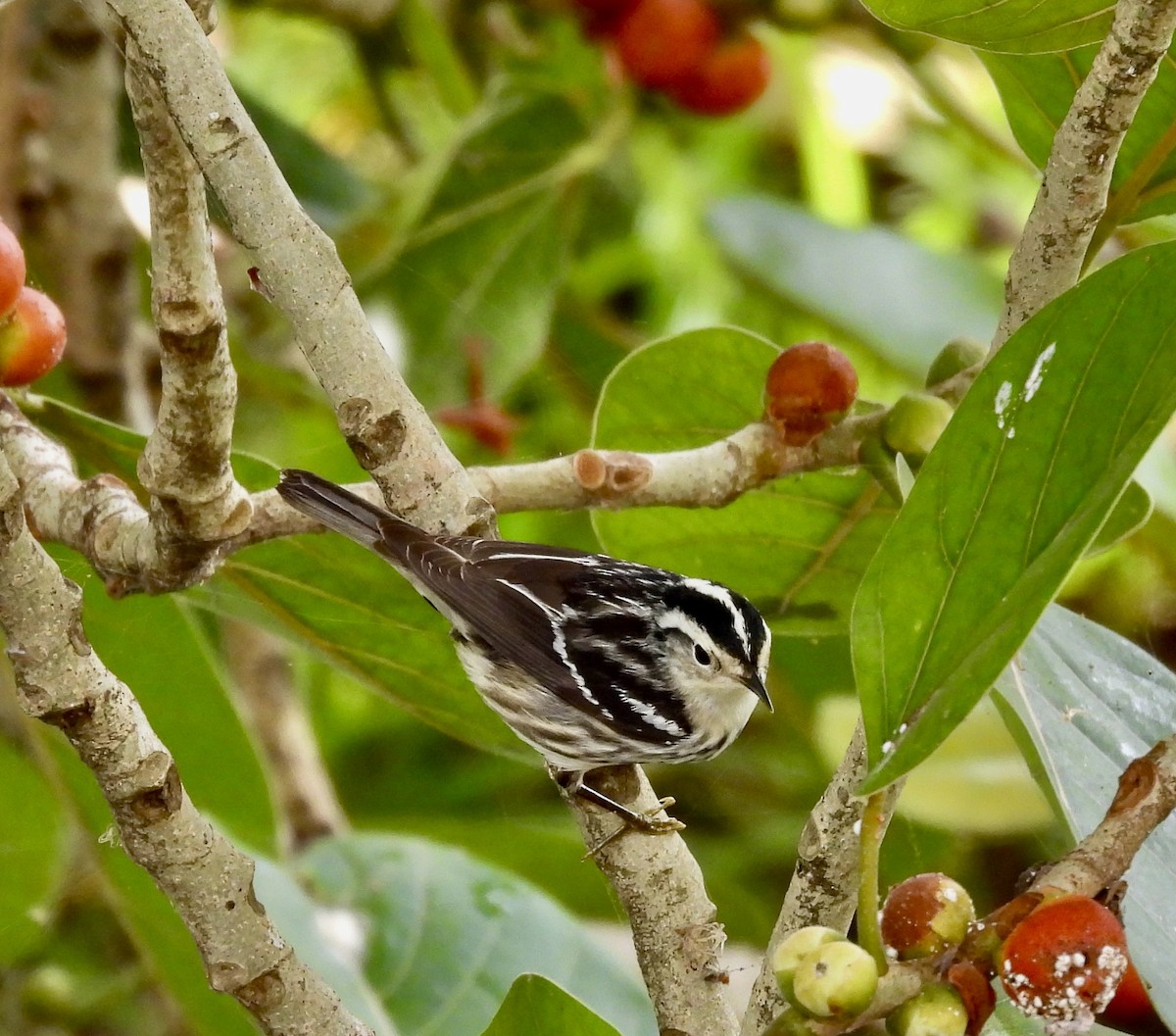 Black-and-white Warbler - ML619024947