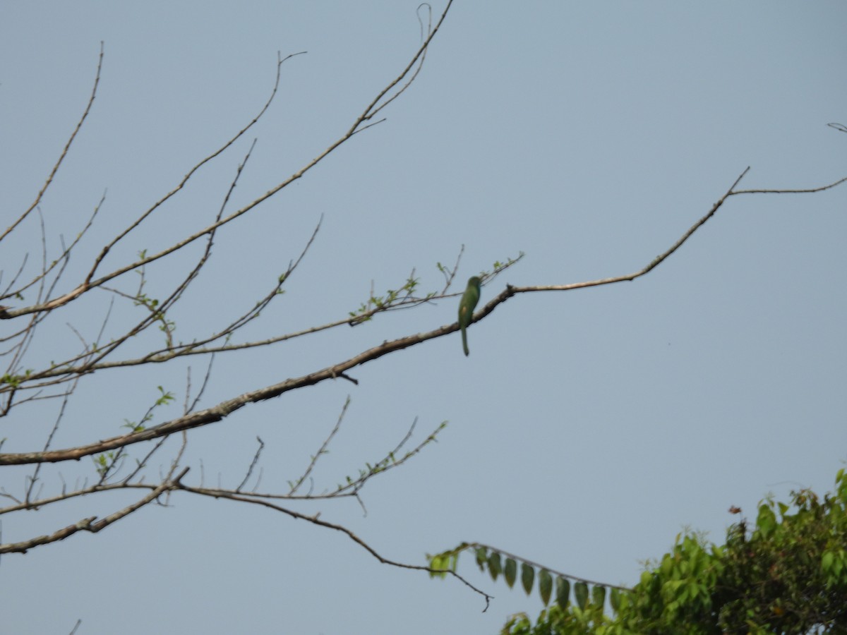 Blue-bearded Bee-eater - ML619024971