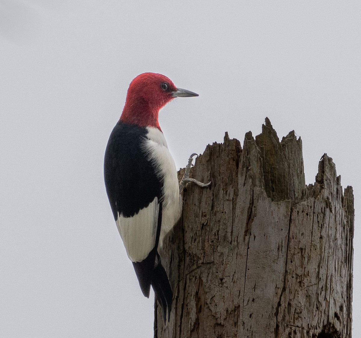 Red-headed Woodpecker - Kim&Ali Knapp