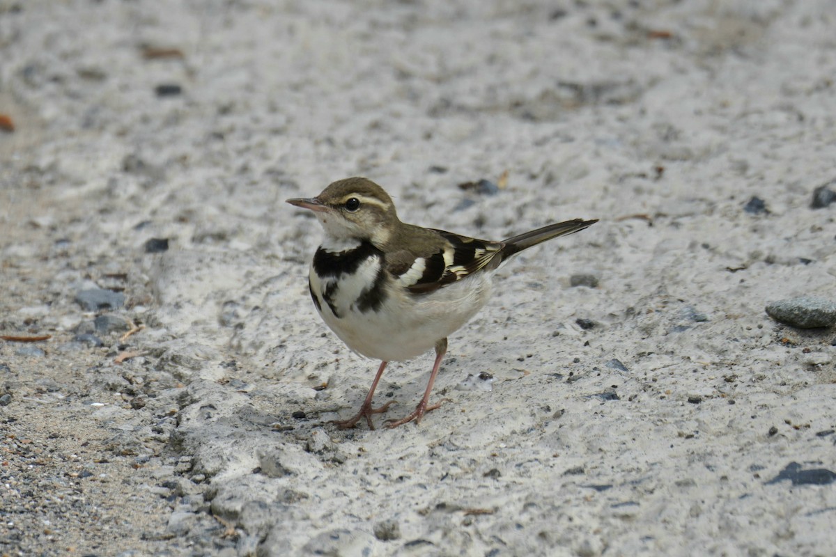 Forest Wagtail - ML619024987