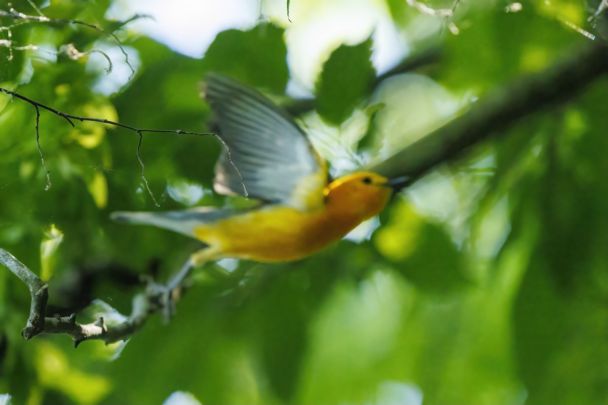 Prothonotary Warbler - Patty and Pedro Gómez