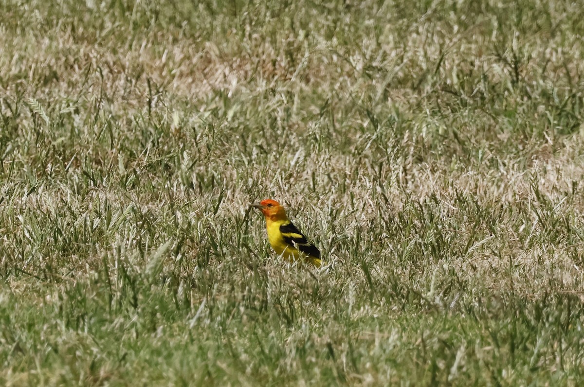Western Tanager - ML619025043