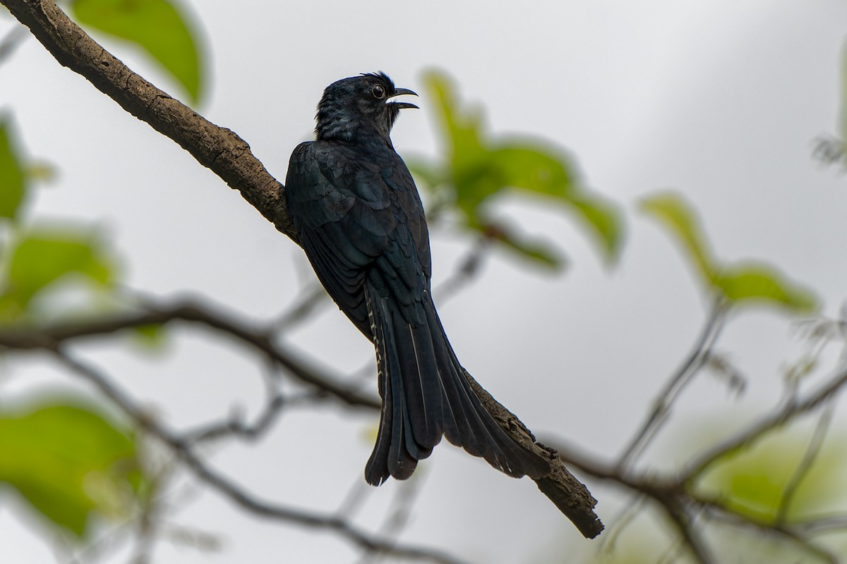 Fork-tailed Drongo-Cuckoo - ML619025081