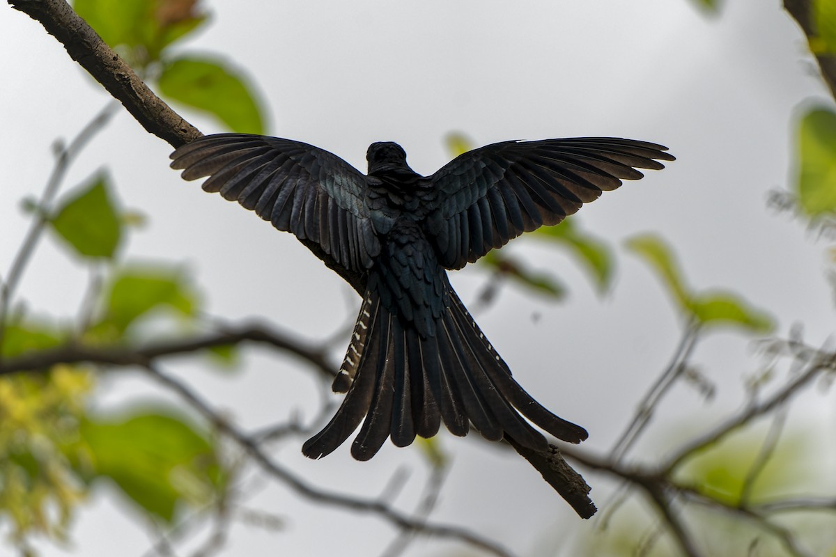 Fork-tailed Drongo-Cuckoo - ML619025083
