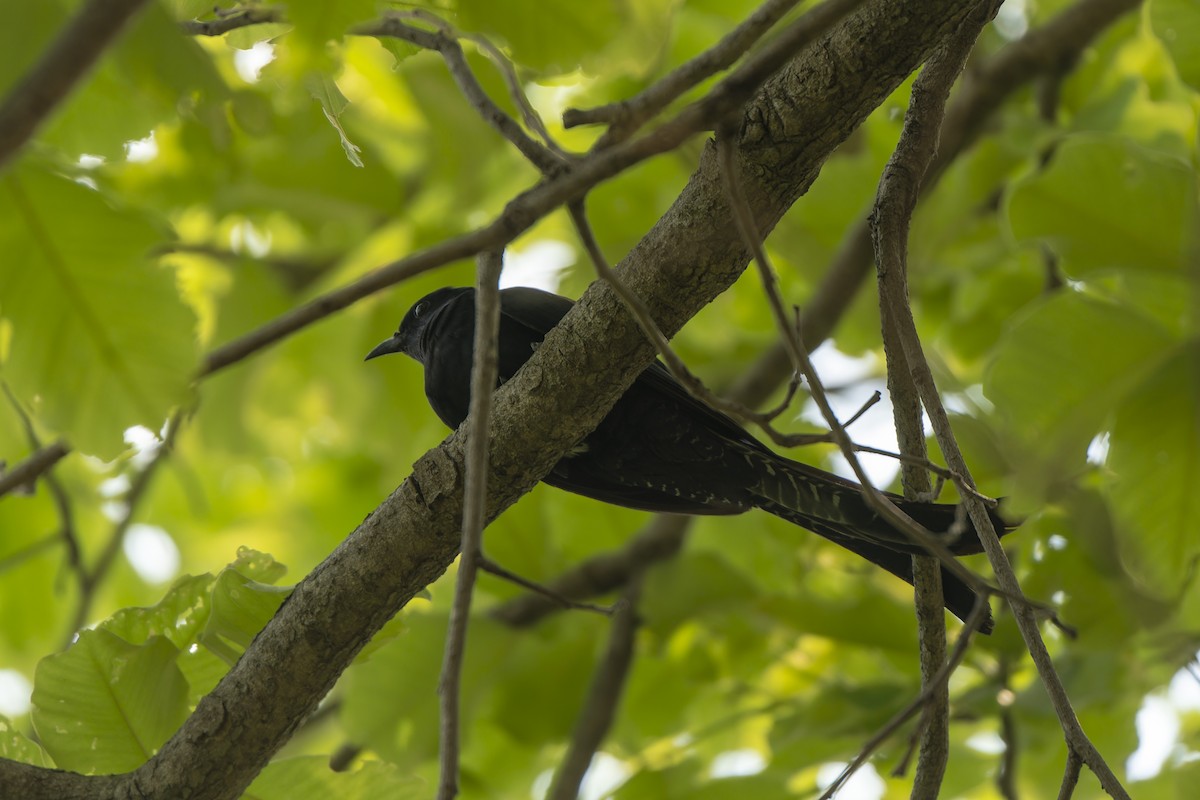 Fork-tailed Drongo-Cuckoo - ML619025084
