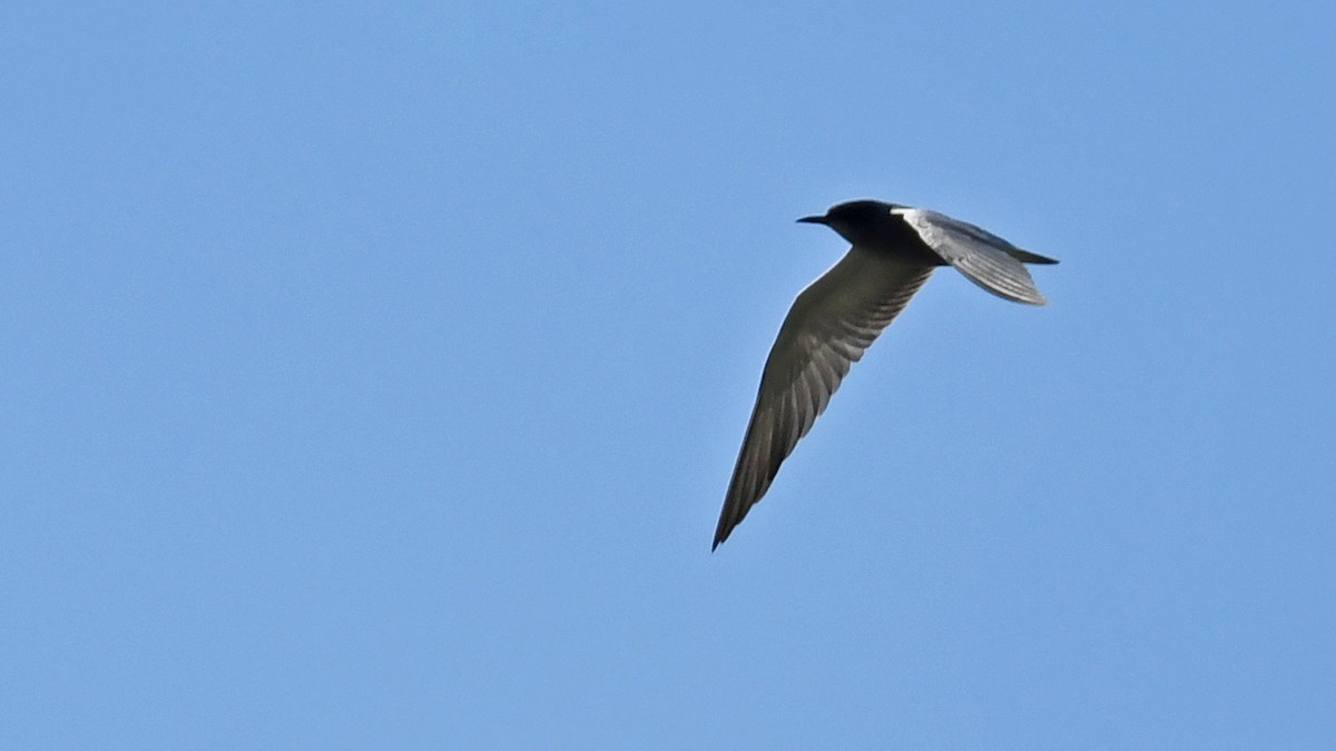 Black Tern - ML619025109