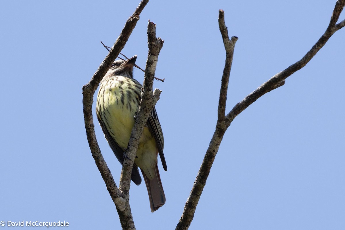 Sulphur-bellied Flycatcher - David McCorquodale