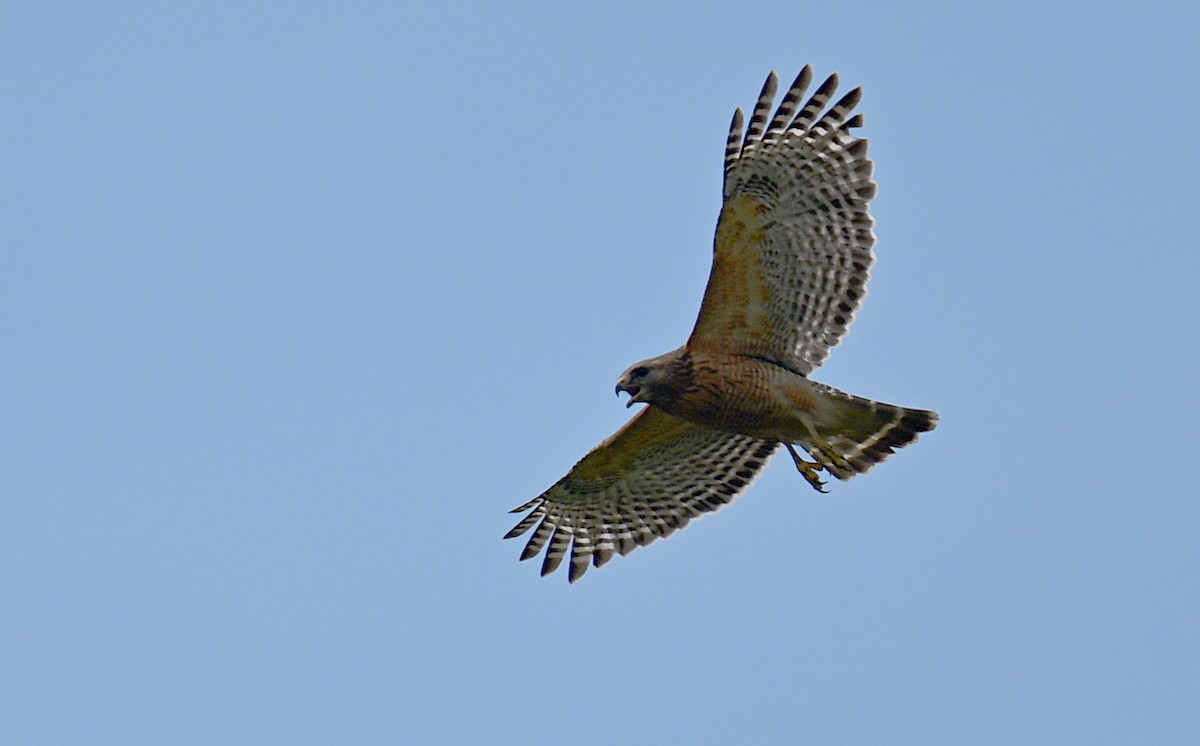 Red-shouldered Hawk (lineatus Group) - ML619025262