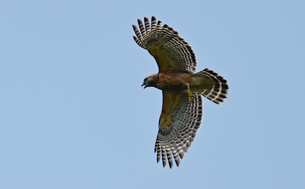 Red-shouldered Hawk (lineatus Group) - ML619025277