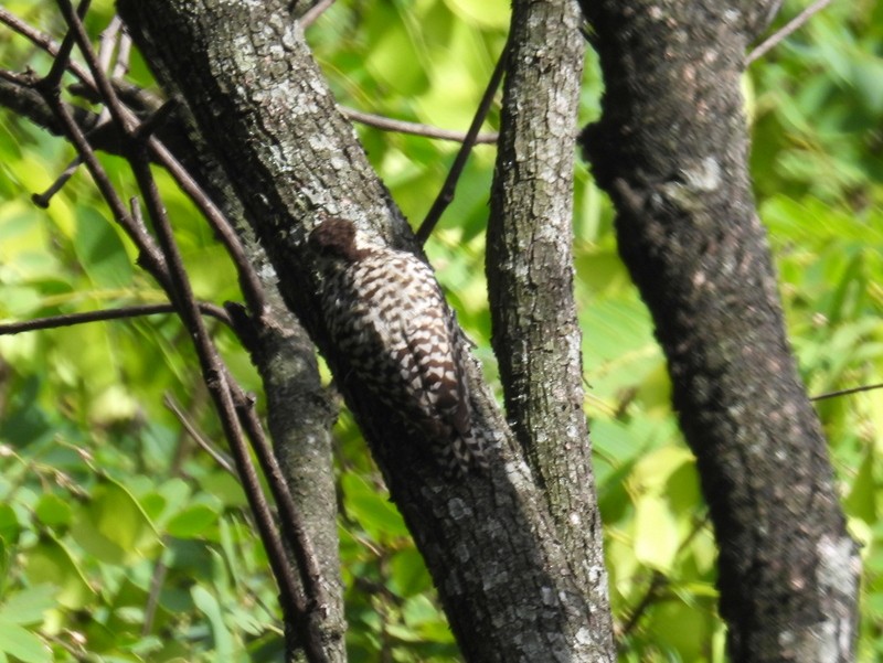 Checkered Woodpecker - ML619025286