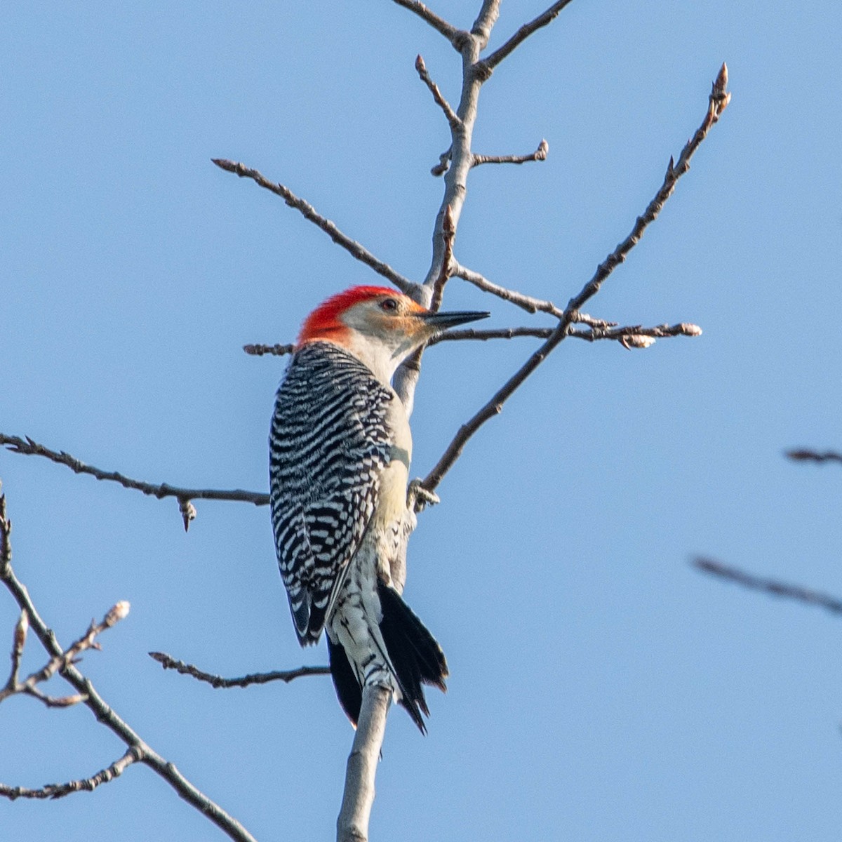 Red-bellied Woodpecker - Nancy Wilcox