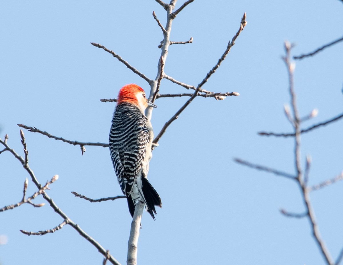 Red-bellied Woodpecker - ML619025328