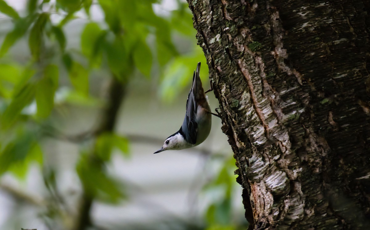 White-breasted Nuthatch (Eastern) - ML619025329
