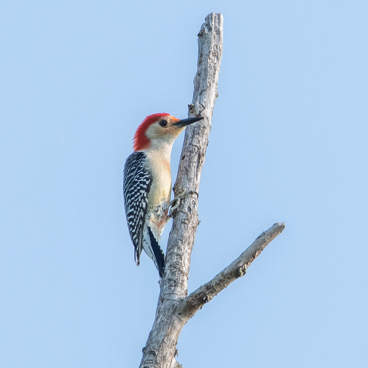 Red-bellied Woodpecker - ML619025352