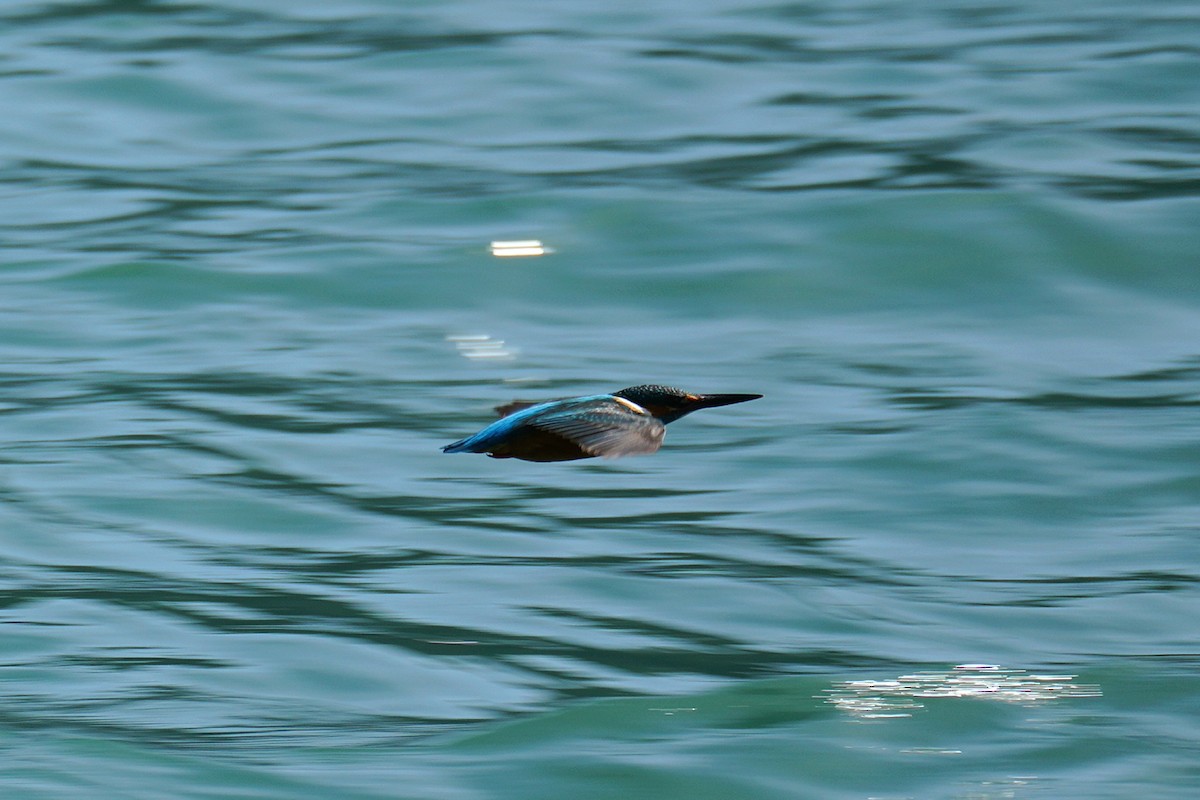 Common Kingfisher - ML619025384
