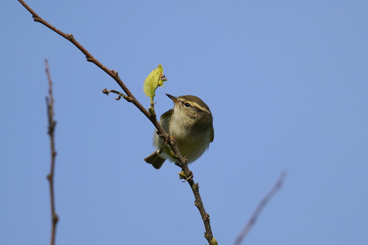 Yellow-browed Warbler - ML619025400