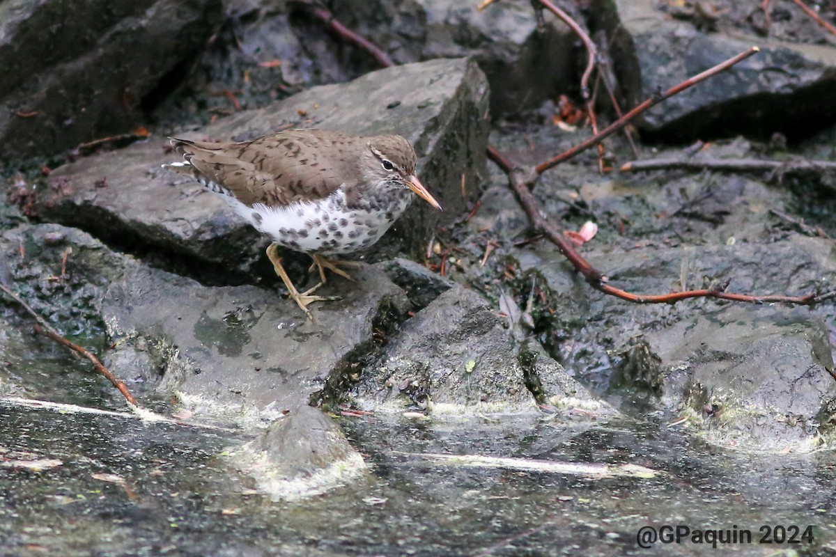 Spotted Sandpiper - Guy Paquin