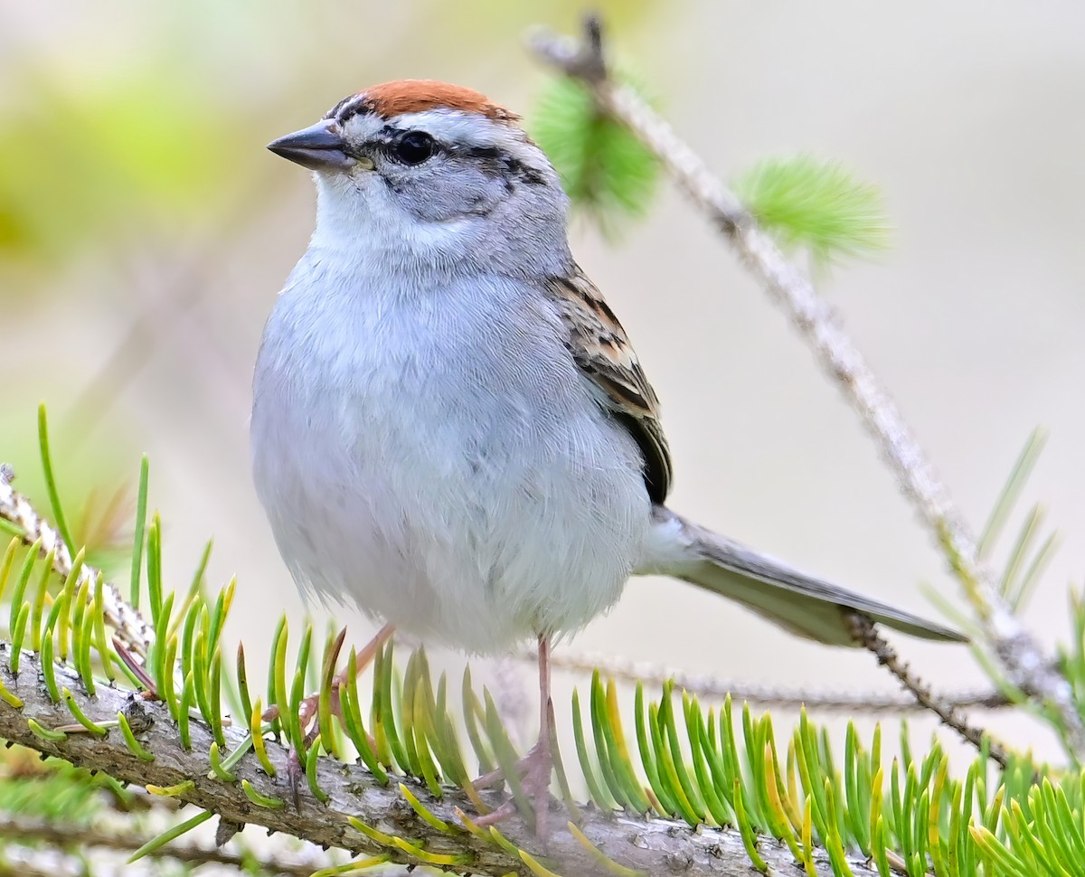 Chipping Sparrow - Alan Sankey  COHL