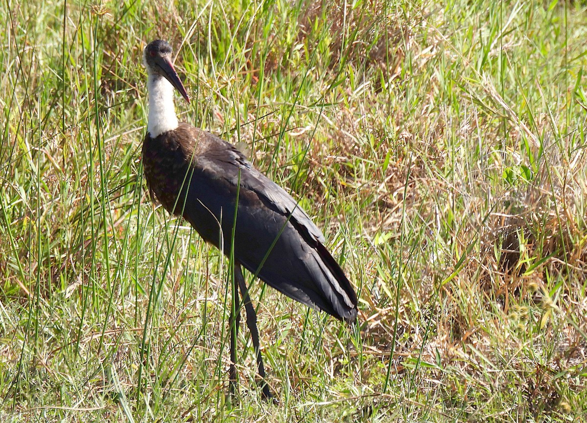 African Woolly-necked Stork - ML619025439